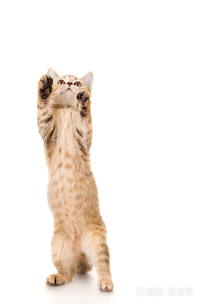 有趣的红发猫跳了起来