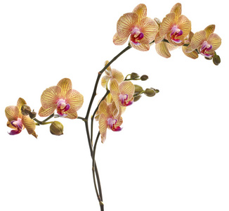 七叶一枝花图片大全