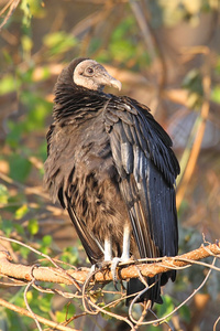 栖的黑秃鹫