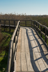 自然公园的行人天桥图片