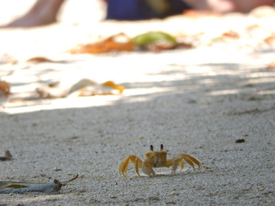 在一个热带海滩螃蟹的特写