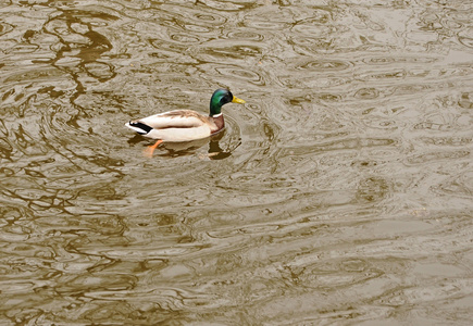 一只野鸭在河中游泳