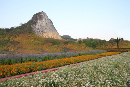 里山附近床农场植物的花图片