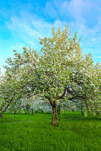 盛开的苹果树和水果