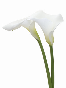 孤立的白色马蹄莲花