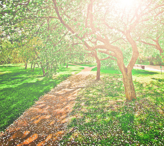 美丽怒放的装饰白色苹果和水果树在蔚蓝的天空中生动多彩春天公园充分的绿草的黎明初光与第一缕阳光，童话心的性质
