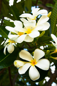 白色和黄色素馨花与叶