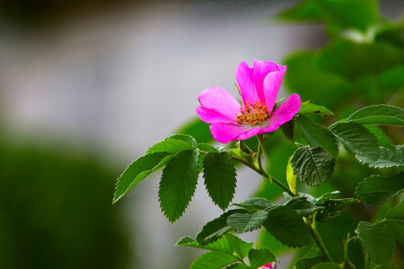 叶野玫瑰粉红色的夏季花卉绿色背景国会大厦