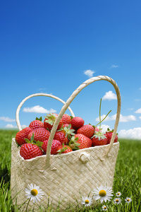 草莓篮字段