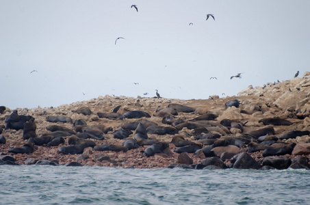 海狮 ballestas 岛上