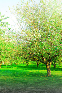 盛开的苹果树木园