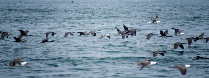 ballestas 岛上的鸟飞行
