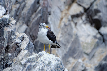 在 ballestas 上嘴鸥群岛