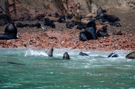 海狮 ballestas 岛上