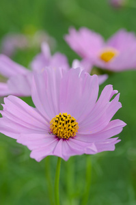 在花园波斯菊花卉