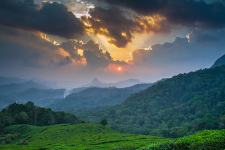 在新德里 喀拉拉邦 印度的绿色茶园美丽日落