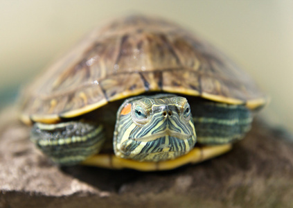 一只乌龟的特写肖像