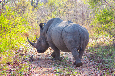 野生犀牛和非洲景观的阿联克鲁格国家公园