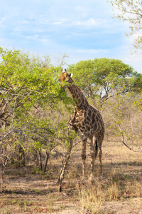 野生的网壳结构的长颈鹿和非洲国家克鲁格公园在瓦尔加 自然为主题集合背景 南非 野生动物的冒险和旅行的美丽的自然景观