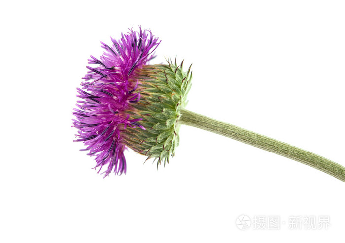 牛蒡花照片 正版商用图片1cb7a0 摄图新视界