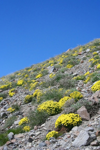 在自然地区山上开花