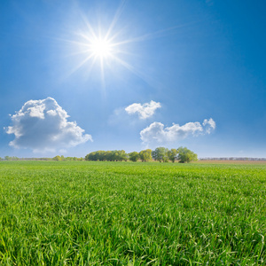 绿色的田野闪光阳光下照片