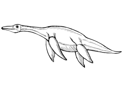 油菜花素描 古生>蛇颈龙照片