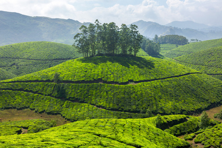 茶叶种植园