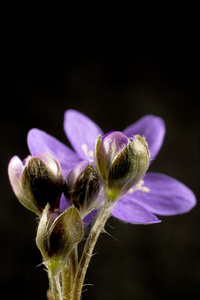 常见的耳地钱属的植物,獐耳细辛( hepatica的名词复数 )照片
