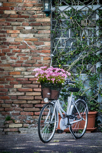 自行车与花草