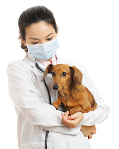 兽医和腊肠狗的狗图片