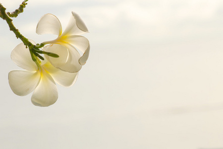 素馨花或梅香花