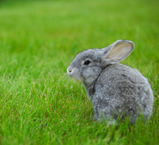 可爱的小灰兔子