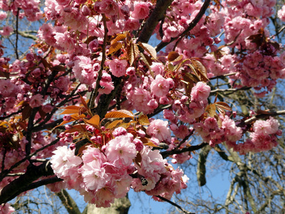 春季大气与棵开花的树