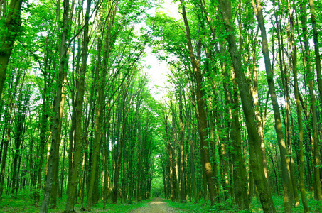 森林在阳光灿烂的日子图片