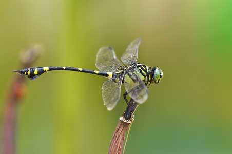 蜻蜓ictinogomphus Rapax