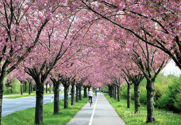 在春天开花沿一条路的樱桃树