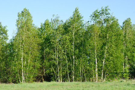 白桦树与蓝蓝的天空的背景上绿色的树叶