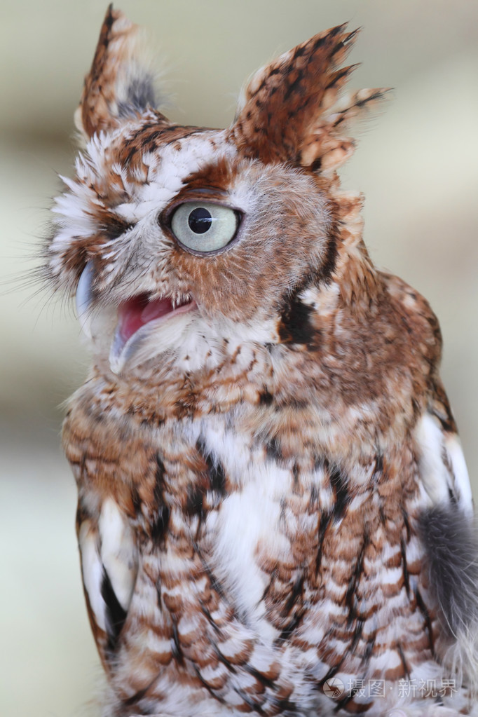 东方尖啸猫头鹰(超大级)