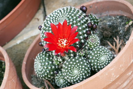 花的仙人掌 rebutia deminuta