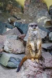 猫鼬或 suricate