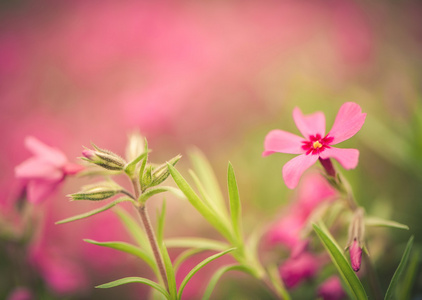 红色春天的花朵