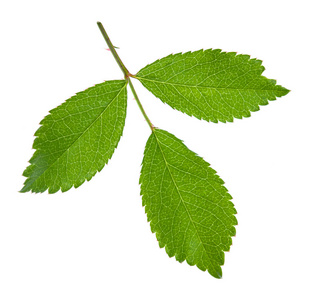 在白色的年轻植物图片-在白色的年轻植物素材-在白色的年轻植物插画