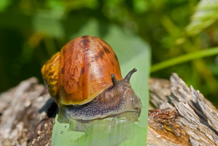 软体动物脚在草叶上的蜗牛照片