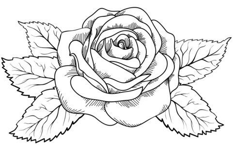 美丽的玫瑰的黑色和白色的雕刻风格