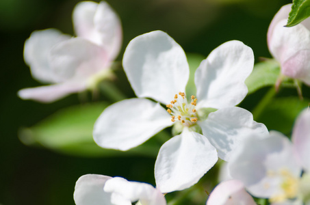 苹果花