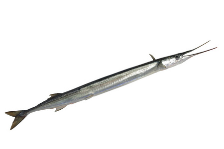 长 garfish