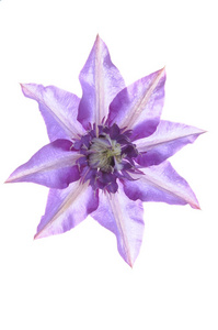 铁线莲紫色花