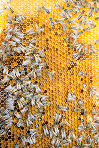 蜜蜂在蜂巢蜂窝