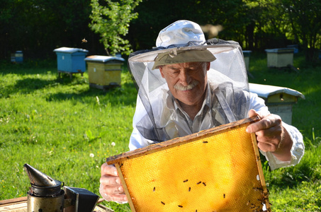 春天在他蜂房工作经验丰富的高级养蜂人